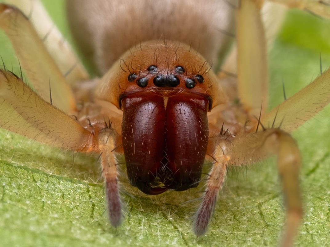 Elaver excepta, a spider photographed in New Hampshire