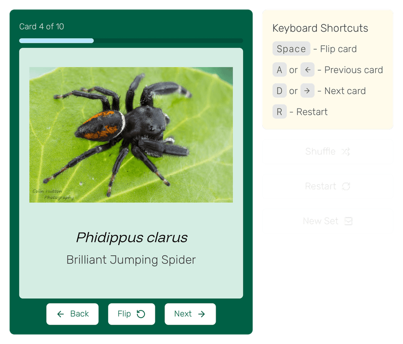 Flashcards